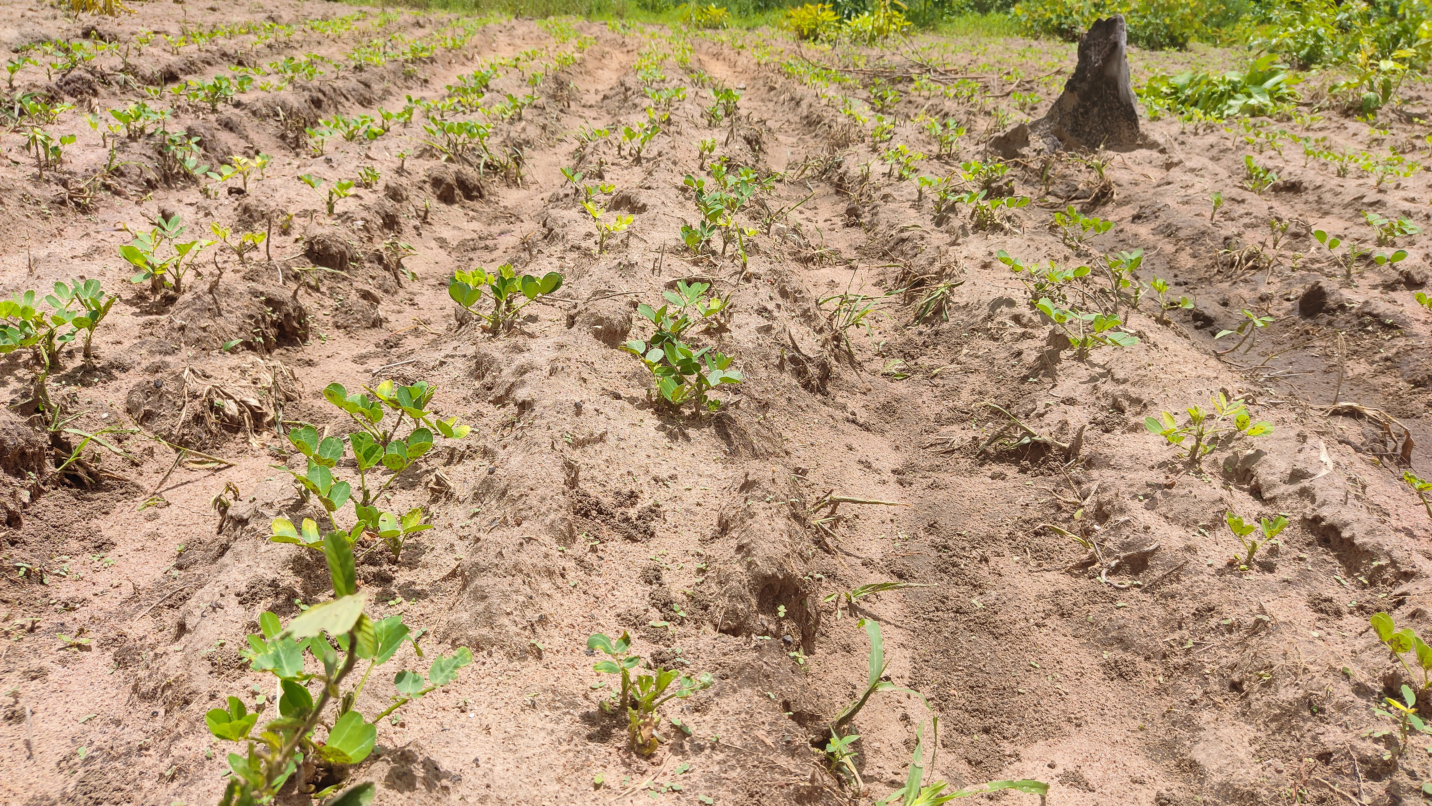 Agriculture Durable