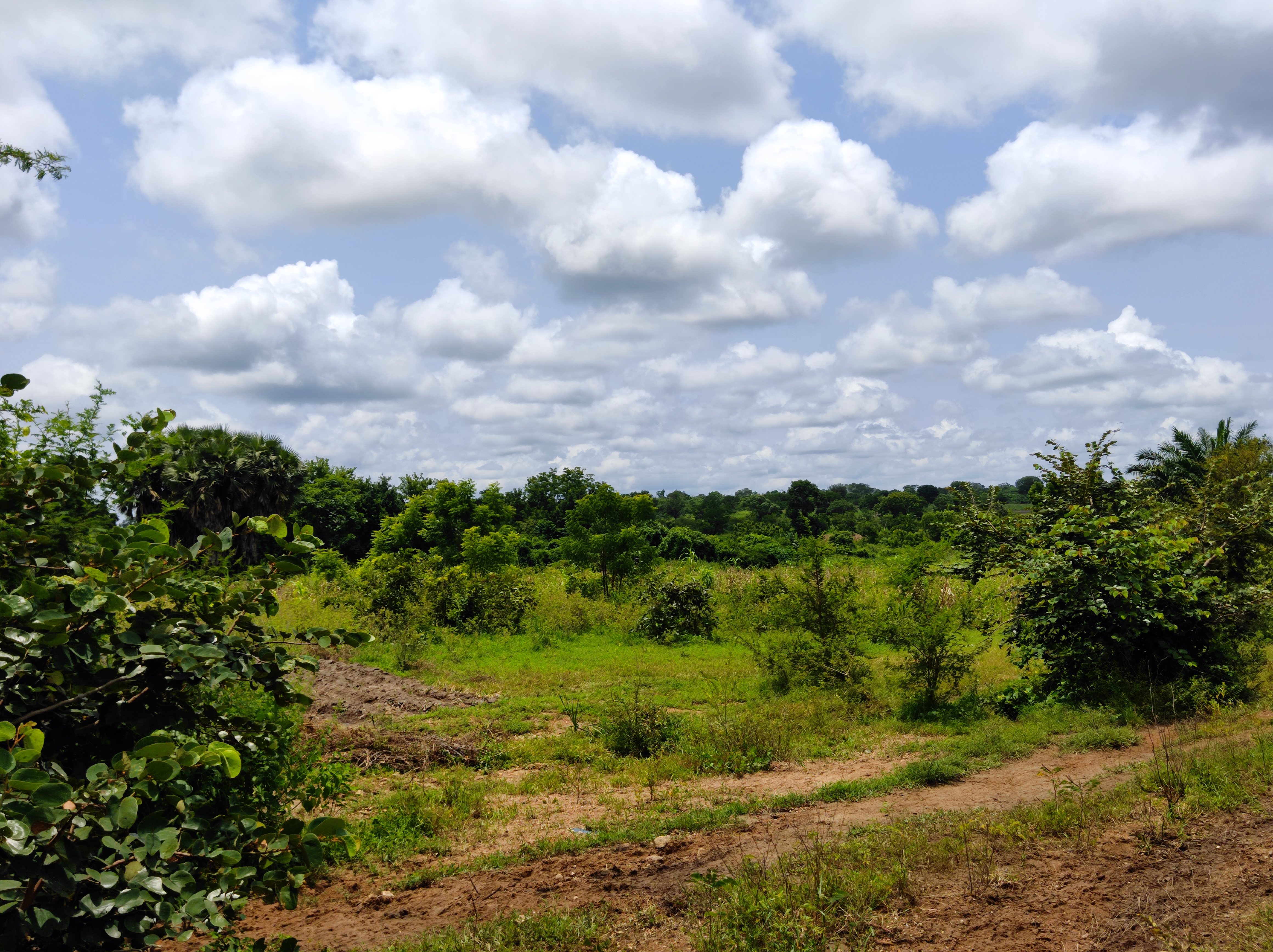Agroforesterie
