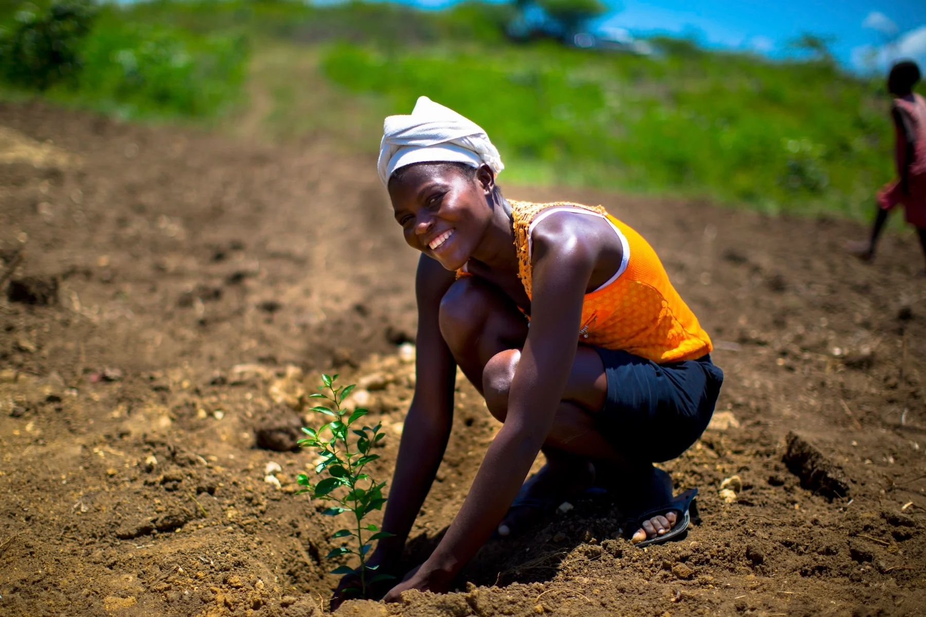 Reforestation